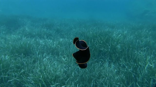 Costa Brava, diving the Mediterranean sea, Nudibranch, Red-Rim Flatworm, Spain