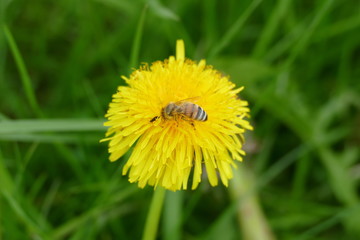 Pusteblume oder Löwenzahn