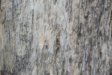 Obraz premium Tree bark texture