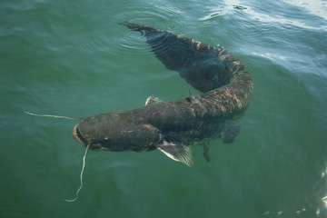 Catfish foraging in mid-water