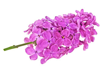 Fototapeta premium Lilac flowers isolated on a white background
