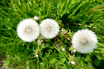 Pusteblume oder L&ouml;wenzahn