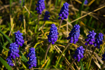 Obraz premium Muscari in the light of the sun