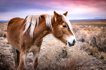 Obraz premium Wild Pony