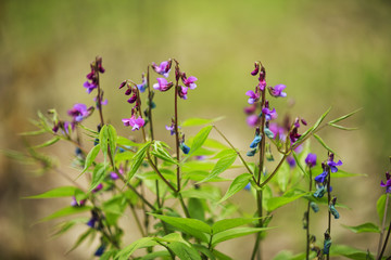 Lathyrus vernus