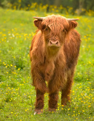 Vache écossaise rousse