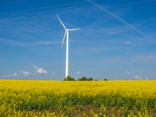 Rapsfeld mit WIndenergie