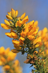 Gorse bush