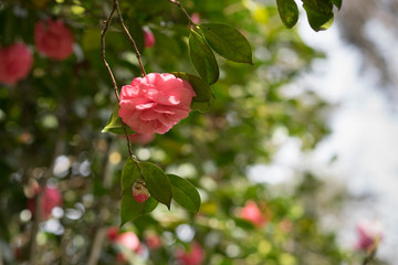 Camellia flower on blurred background with bokeh leaves