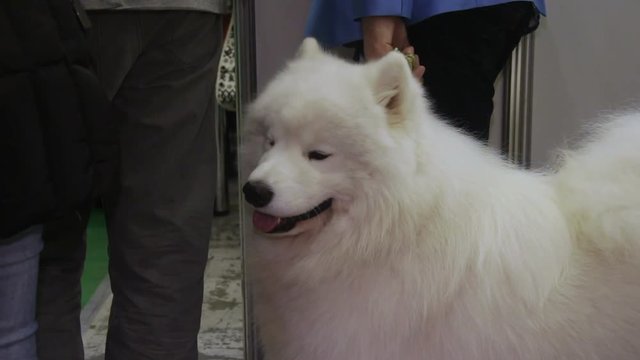 Fluffy Samoyed dog patiently waiting for master on leash, cute domestic animal