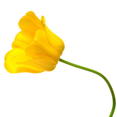 Beautiful yellow tulip flower isolated on white background. Flat lay, top view