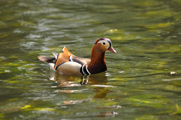 Mandarin duck (Aix galericulata)  swimming in water - obrazy, fototapety, plakaty
