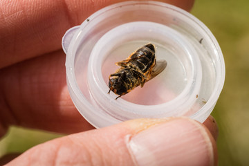 Hoverfly, Cheilosia chrysocoma, female, underside