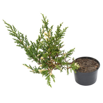 Juniperus horizontalis Andorra Compacta Variegata in a pot isolated on white background. Coniferous trees. Flat lay, top view