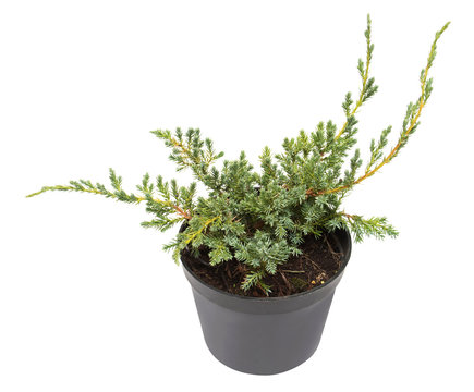 Juniperus horizontalis Blue Chip in a pot isolated on white background. Coniferous trees. Flat lay, top view