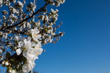 White blossom on a tree with text space 