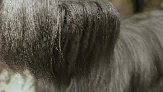Hairy muzzle of cute Skye Terrier dog looking around, pet grooming services