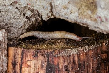 Garden slug on a wet stump. Slimy garden pest.