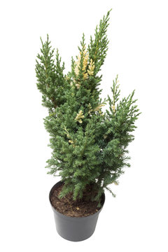 Juniperus chinensis Stricta Variegata in a pot isolated on white background. Coniferous trees. Flat lay, top view
