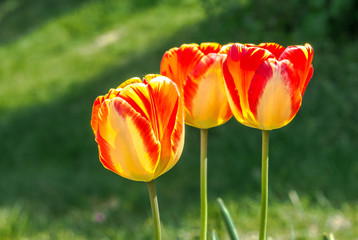 yellow Terry with red Tulip closeup