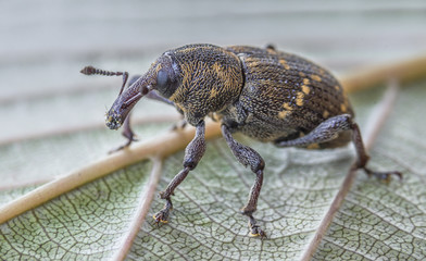 Rüsselkäfer, Makro