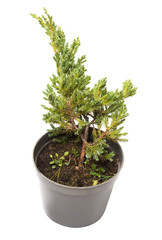 Juniperus horizontalis Blue Chip in a pot isolated on white background. Coniferous trees. Flat lay, top view