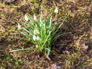 white snowdrop (Galanthus) flowers on wet ground