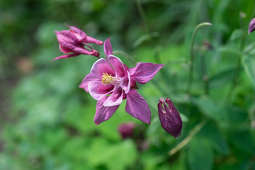 A delicate flower of Aquilegia on the background of blurred grass