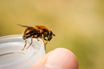 Hoverfly, Cheilosia chrysocoma, female, sitting on a plastic cover