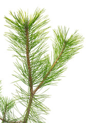 Pine Black Pinus nigra isolated on white background