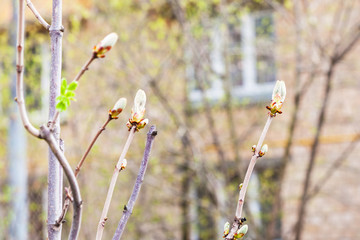 branches of horse chestnut tree in spring