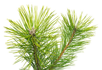 Pine Black Pinus nigra isolated on white background © Flower Studio