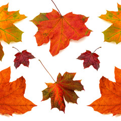 Collection of maple leaves isolated on white background. Flat lay, top view