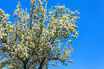 white blossom on cherry tree in garden in Kiev