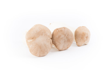 Eryngii mushroom isolated with white background