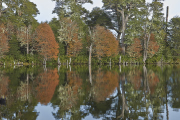 Trees in autumn foliage reflected in the still waters of Laguna Captren in Conguillio National Park in Araucania, southern Chile. 