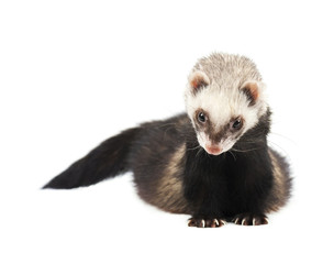 Fototapeta premium Grey ferret in full growth, isolated on white background