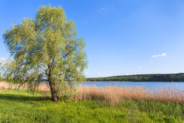 willow tree on green shore of ponds