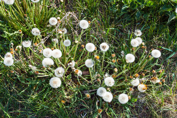 above view of blowball flowers on green meadow