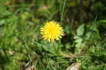 Bright yellow dandelion flowers on background of green grass in the meadow