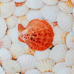 Shells background Vacation mood. Minimal art