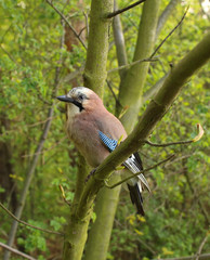czech forrest bird