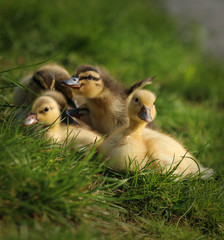 little ducks in the sun
