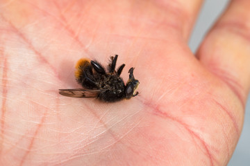 Hoverfly, Criorhina ranuculi male, sedated in a hand, mouth parts visible