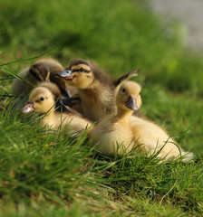 little ducks in the sun