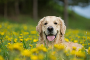 Golden retriever, Happy dog - 152786844