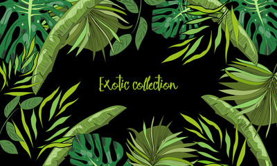 Tropical hand drawn exotic collection background with leaves.