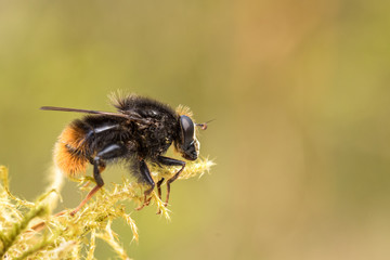 Hoverfly, Criorhina ranuculi, male, sitting on green moss with soft green background