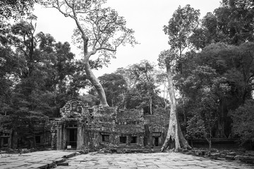 Fototapeta na wymiar Overgrown tree roots covering an ancient temple in Siem Reap Cambodia