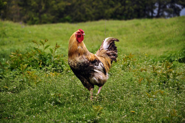 Rooster similitude yellow on a background of green grass and meadow flowers